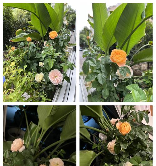 月季花大蜜蜂怎么养？月季花的繁殖方法有哪些？
