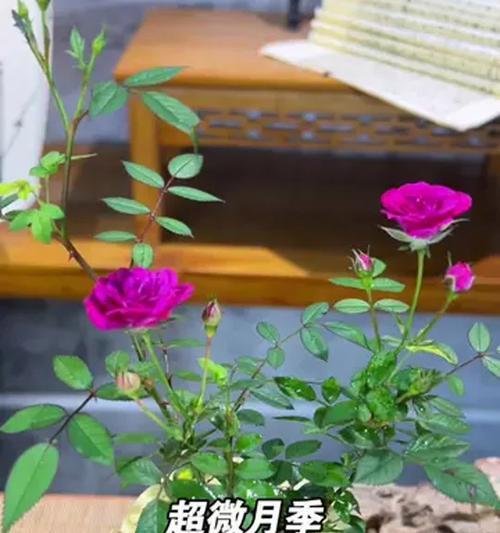 月季花大蜜蜂怎么养？月季花的繁殖方法有哪些？