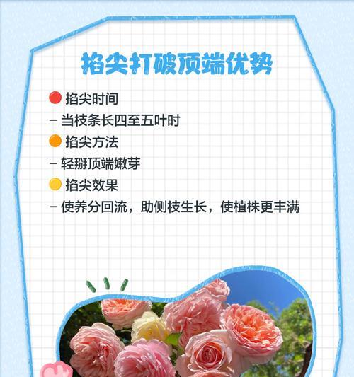 月季嫁接后的正确护理方法是什么？