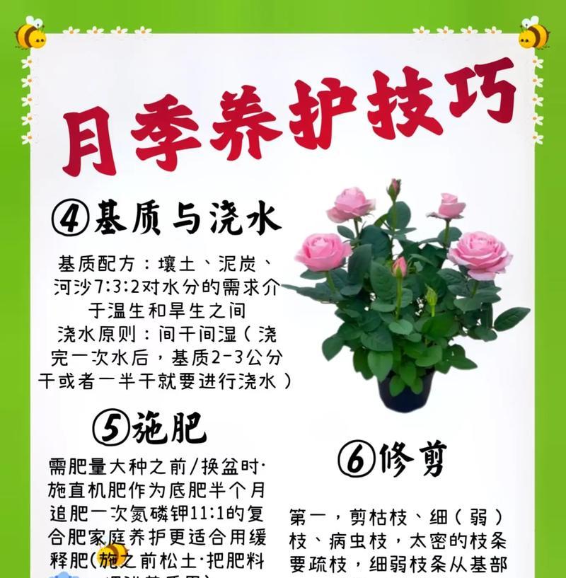 月季嫁接后的正确护理方法是什么？