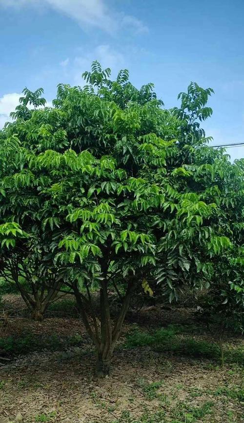 黄皮叶子发黄的原因及补救措施是什么？