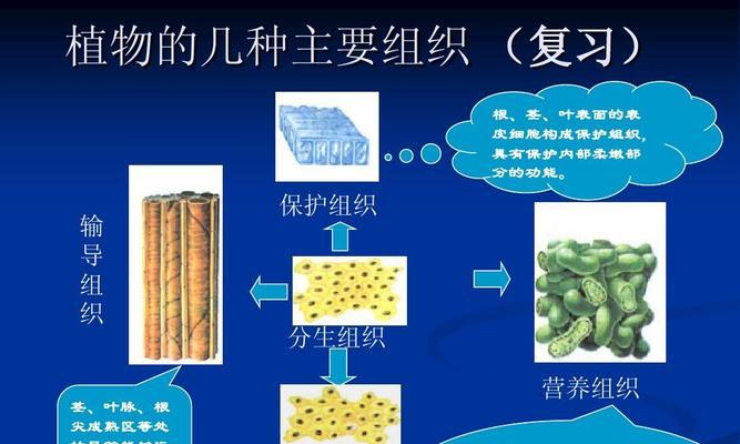 多浆植物细胞有哪些独特特点？