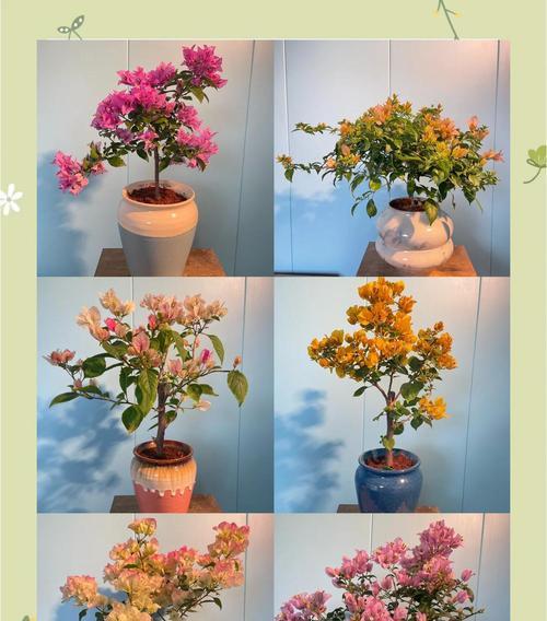 室内冬季养花有哪些妙技巧？如何保持花卉活力？