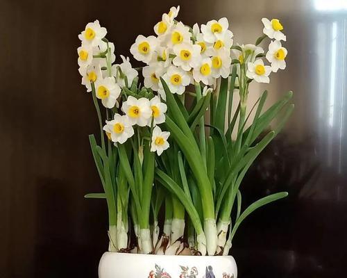 室内冬季养花有哪些妙技巧？如何保持花卉活力？
