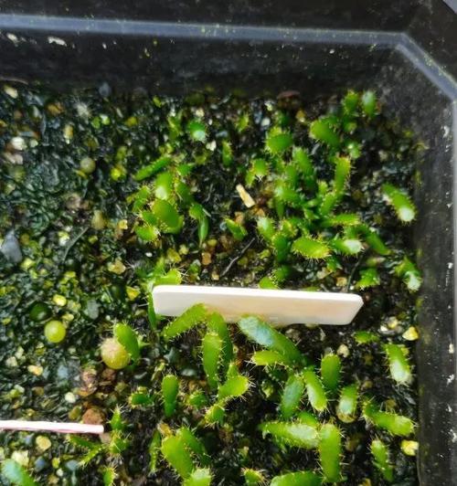 橄榄白菜的最佳播种时间是什么时候？播种技巧有哪些？