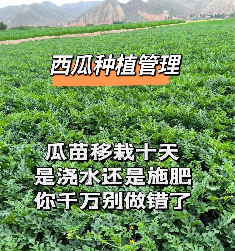 种植时哪种浇水方法最为有效？