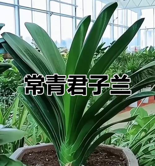 圆头君子兰的养殖方法是什么？如何保持其健康生长？