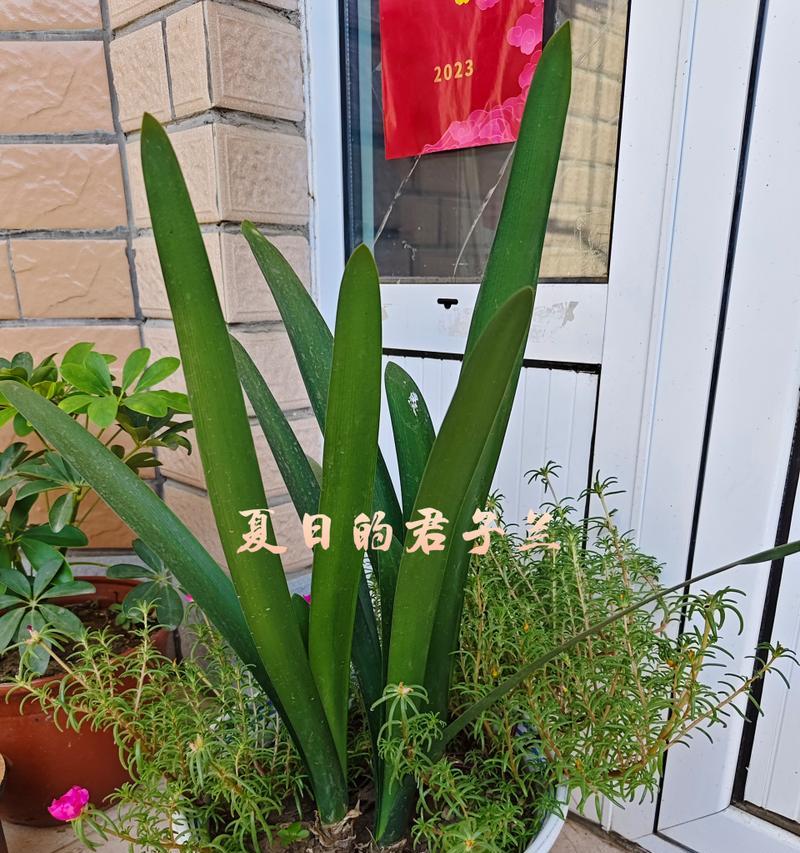 圆头君子兰的养殖方法是什么？如何保持其健康生长？