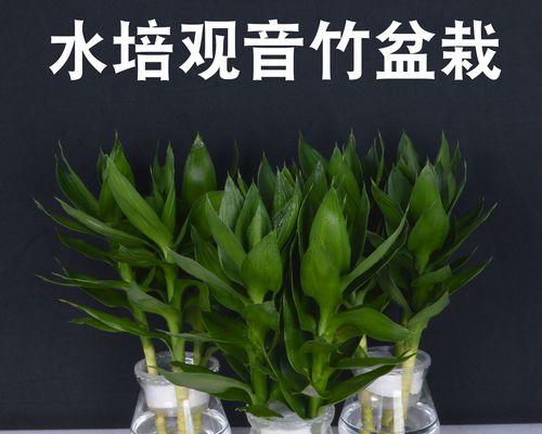 荷花竹栽培的关键技术是什么？荷花竹栽培技术要点有哪些？