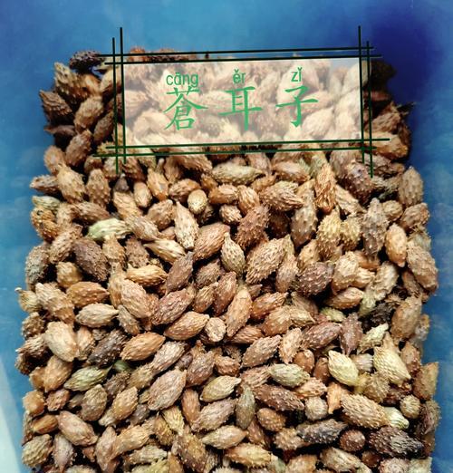 苍耳种子是如何通过动物传播的？