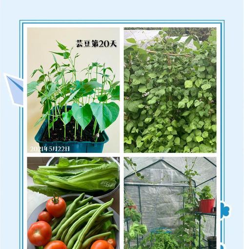 广西四季豆播种时间是什么时候？如何提高产量？