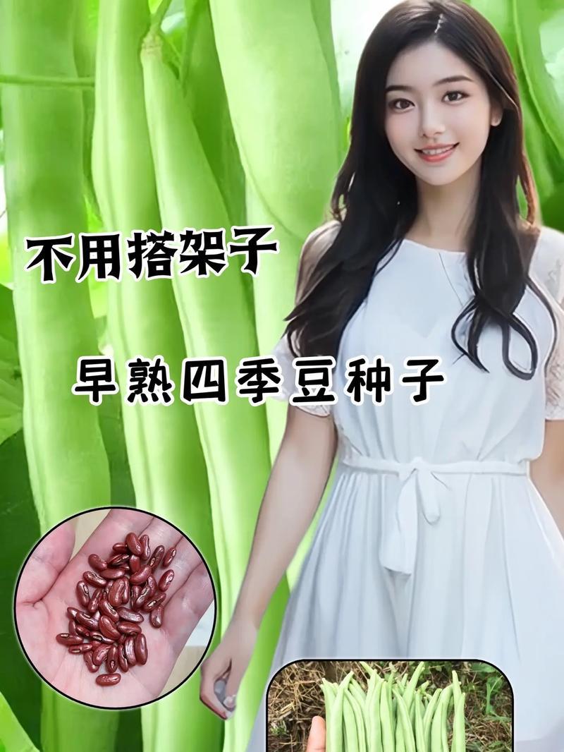 广西四季豆播种时间是什么时候？如何提高产量？