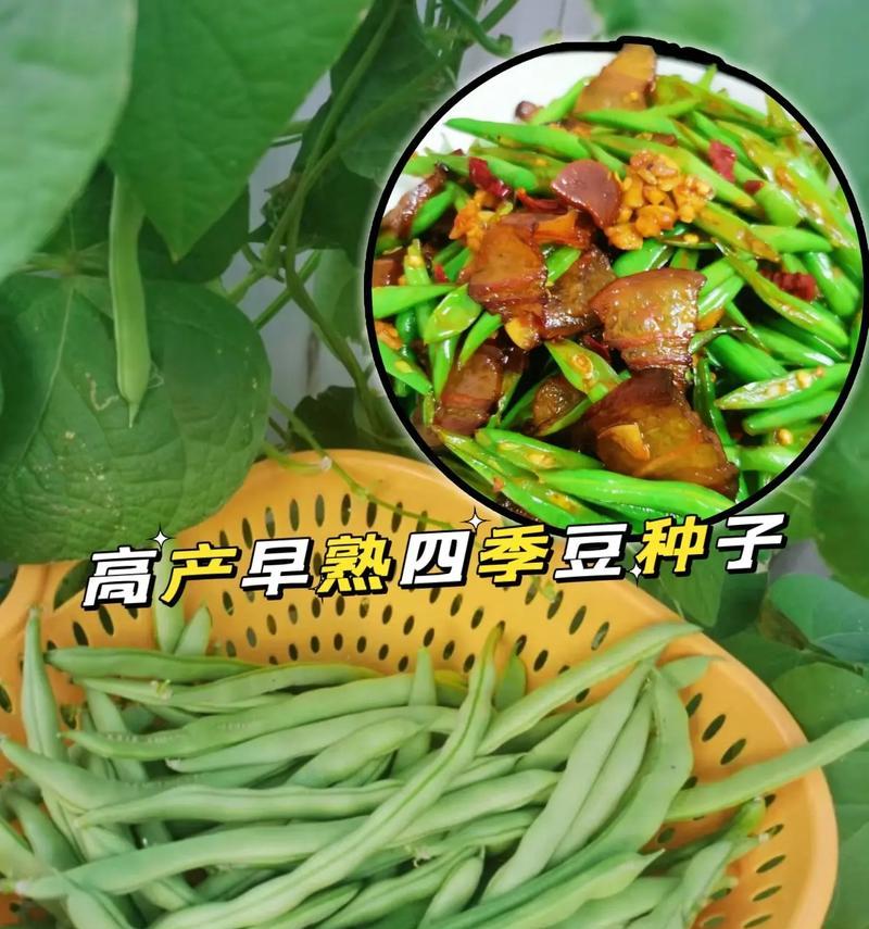 广西四季豆播种时间是什么时候？如何提高产量？