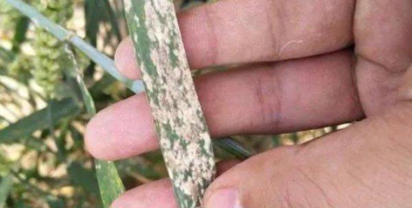 铁线莲遇到蚧壳虫怎么办？有效防治方法有哪些？