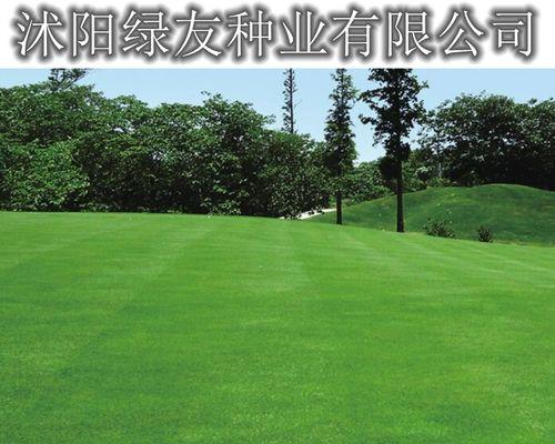 草坪种子冬季播种的最佳时机是什么时候？