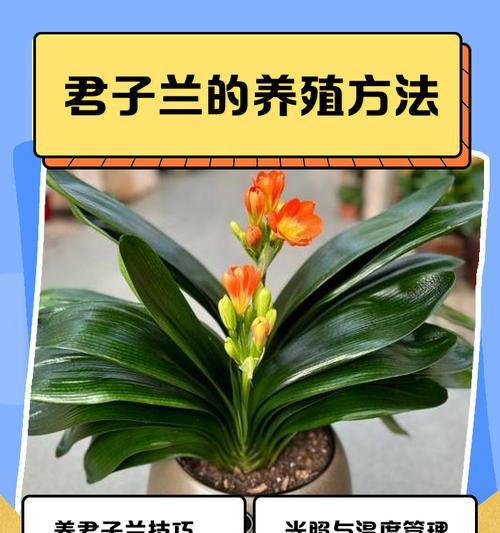 君子兰换完土浇水方法是什么？换土后多久浇水合适？