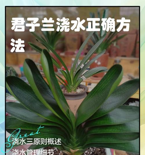 君子兰换完土浇水方法是什么？换土后多久浇水合适？