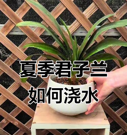 君子兰北方夏天怎么养？有哪些注意事项？