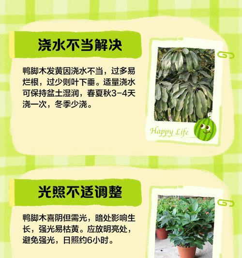 旱莲叶子小且发黄的解决方法是什么？如何恢复健康生长？