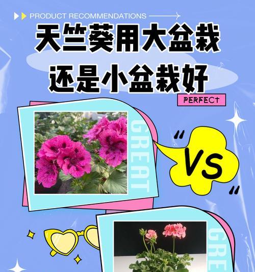 白鼠天竺葵盆栽养护需要注意哪些要点？