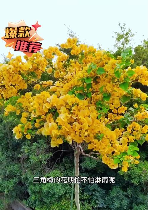 三角梅爆枝成活的秘诀是什么？