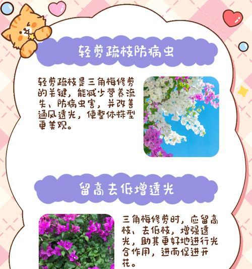 三角梅爆枝成活的秘诀是什么？