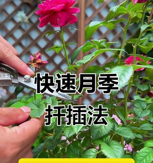 超微型月季栽培技术有哪些？如何提高成活率？