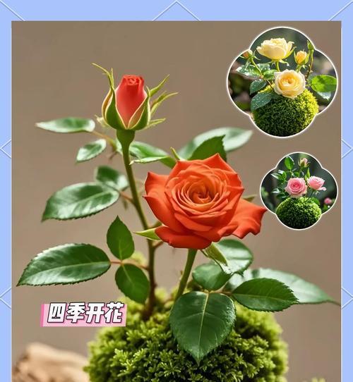 超微型月季栽培技术有哪些？如何提高成活率？