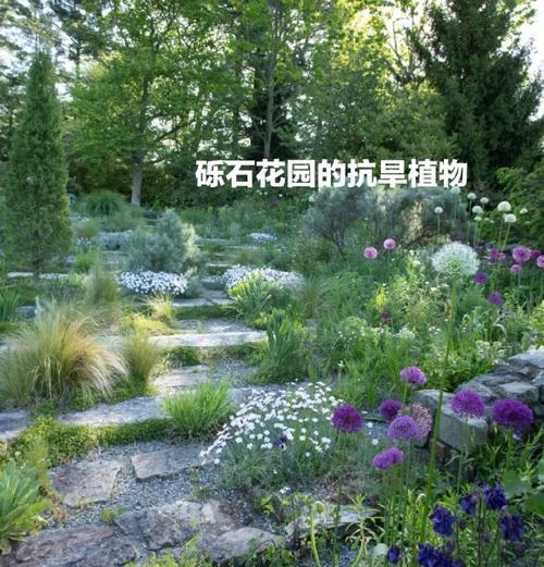 哪些观赏植物最耐旱？耐旱植物推荐有哪些？