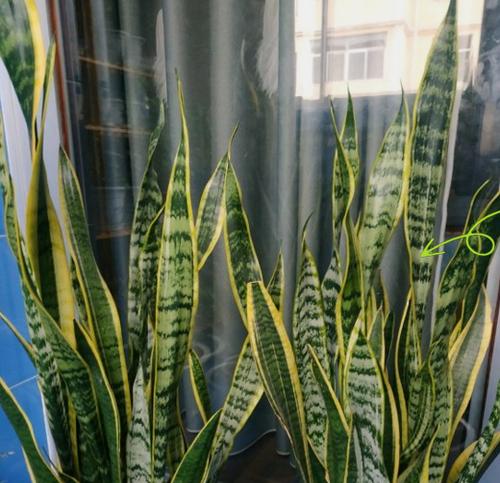 哪些观赏植物最耐旱？耐旱植物推荐有哪些？