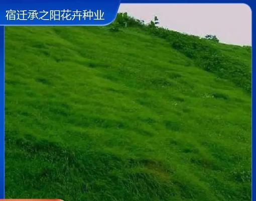 哪些观赏植物最耐旱？耐旱植物推荐有哪些？