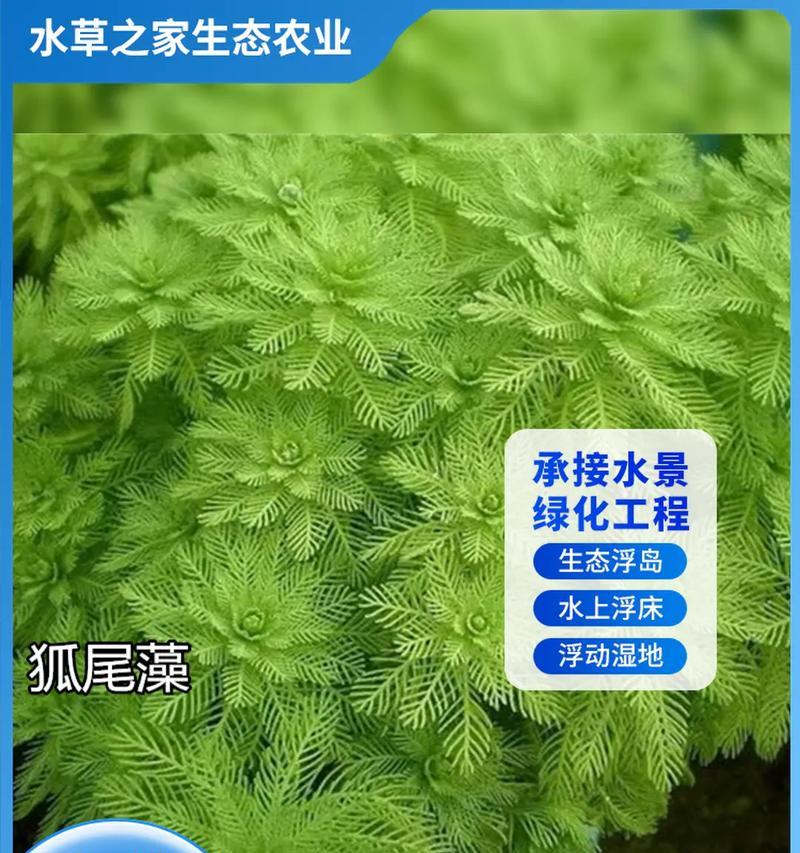 深圳沉水观赏植物有哪些？推荐品种和养护要点是什么？