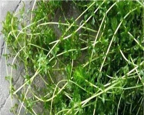 深圳沉水观赏植物有哪些？推荐品种和养护要点是什么？