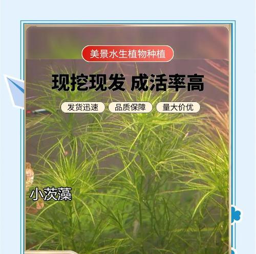 深圳沉水观赏植物有哪些？推荐品种和养护要点是什么？