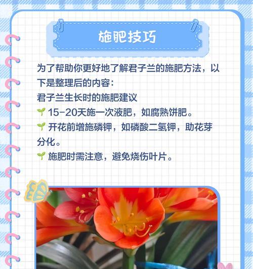 君子兰含花盆的养护方法是什么？
