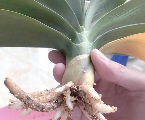 君子兰含花盆的养护方法是什么？
