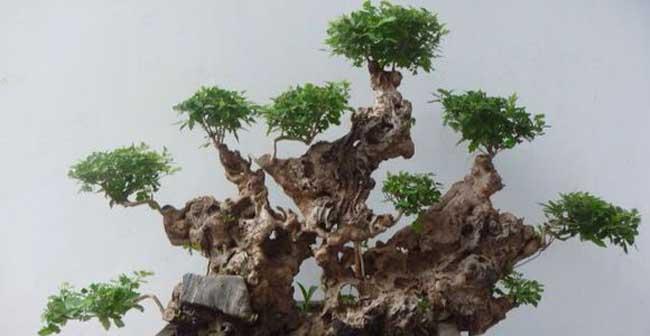 黄荆熟桩栽培技术是什么？