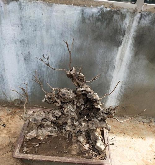 黄荆熟桩栽培技术是什么？