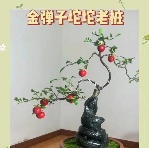 黄荆熟桩栽培技术是什么？
