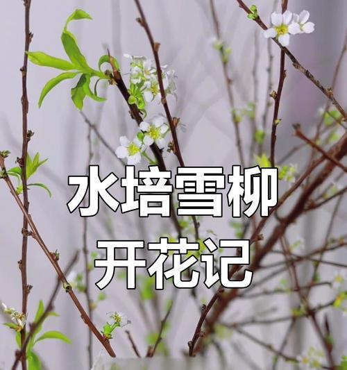 水培雪柳叶子发黄怎么办？如何处理水培雪柳叶子发黄？