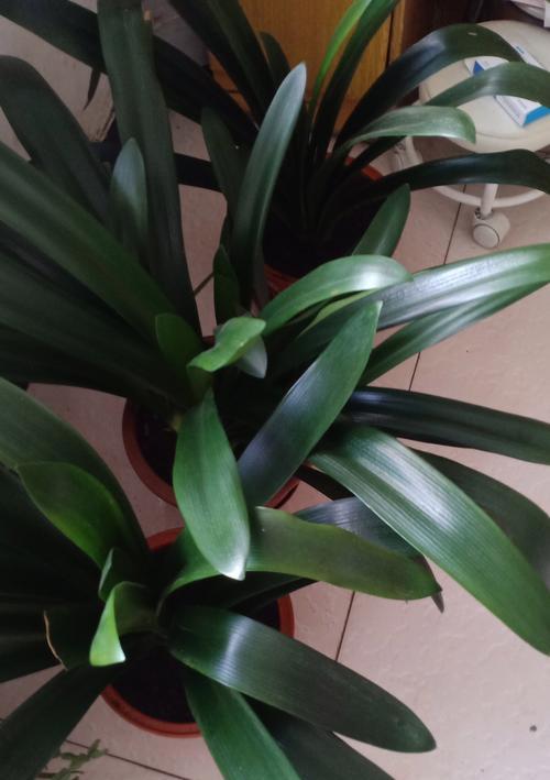 君子兰种植用什么树叶好？哪种树叶更适合君子兰？
