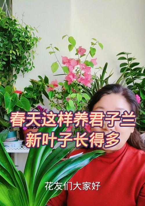 君子兰种植用什么树叶好？哪种树叶更适合君子兰？