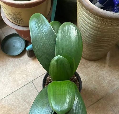 君子兰种植用什么树叶好？哪种树叶更适合君子兰？