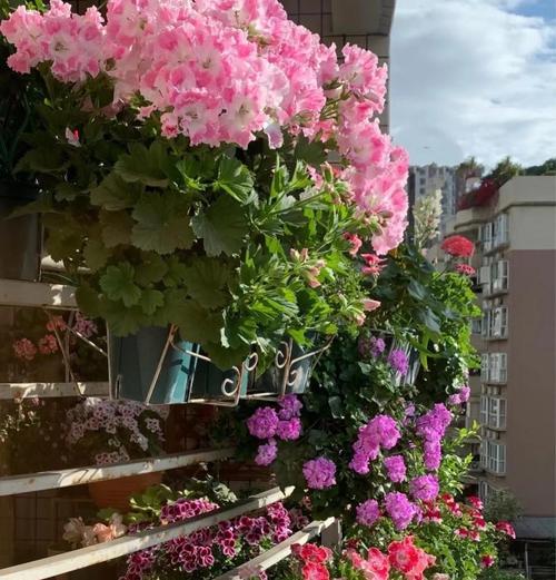 东向封闭阳台适合种植哪些花卉？