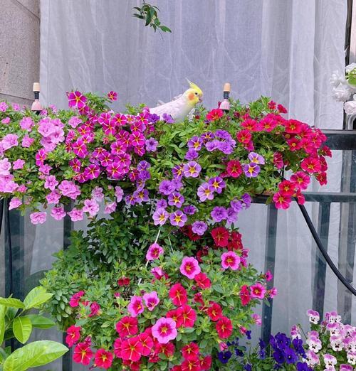 东向封闭阳台适合种植哪些花卉？