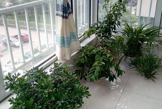 东向封闭阳台适合种植哪些花卉？