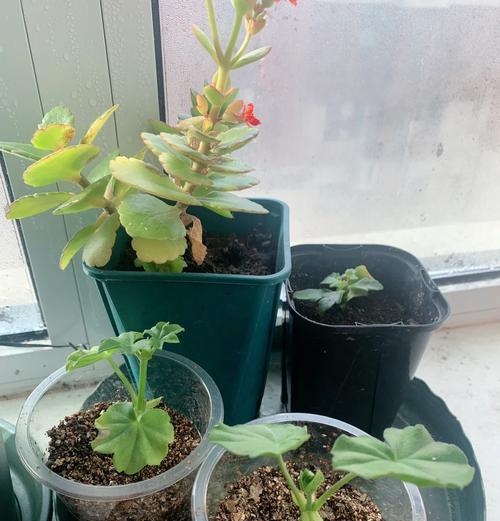 天竺葵莫奈小苗的养护和管理方法是什么？