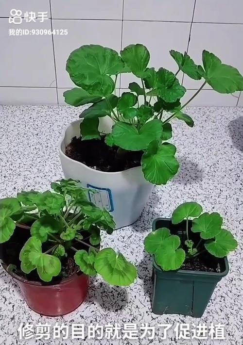 天竺葵莫奈小苗的养护和管理方法是什么？