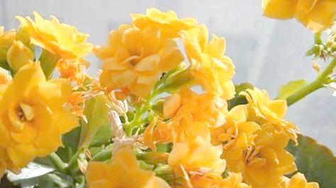 香蕉如何自制花肥？自制香蕉花肥的方法是什么？