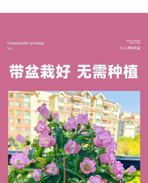 风铃花盆景的养护方法有哪些？